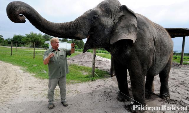 Fakta Menarik Tentang Belalai Gajah