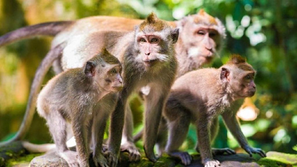 5 Hal Tentang Virus Cacar Monyet