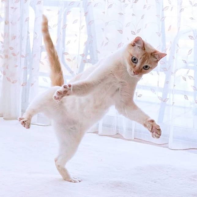 10 Bukti kucing miliki tubuh lentur bak penari, bikin nyengir 