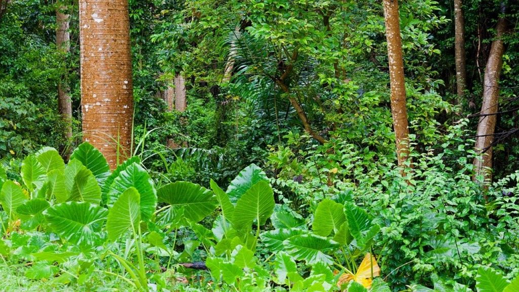 10 Tumbuhan di Hutan Yang Bisa Dimakan Saat Tersesat