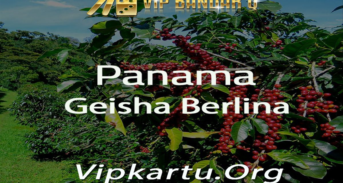 Alasan Geisha Panama Jadi Kopi Termahal di Dunia