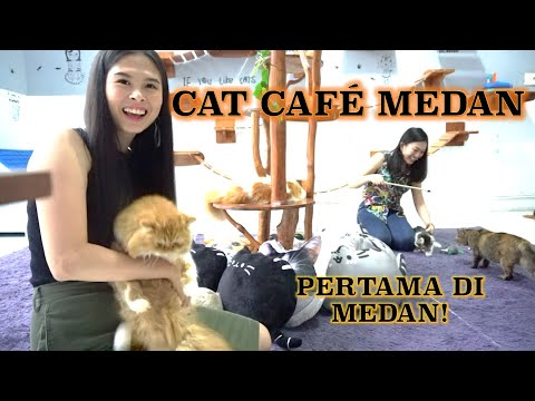Cat Cafe Medan