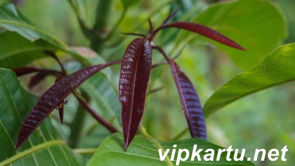 Manfaat Tak Terduga Daun Mangga Bagi Kesehatan 