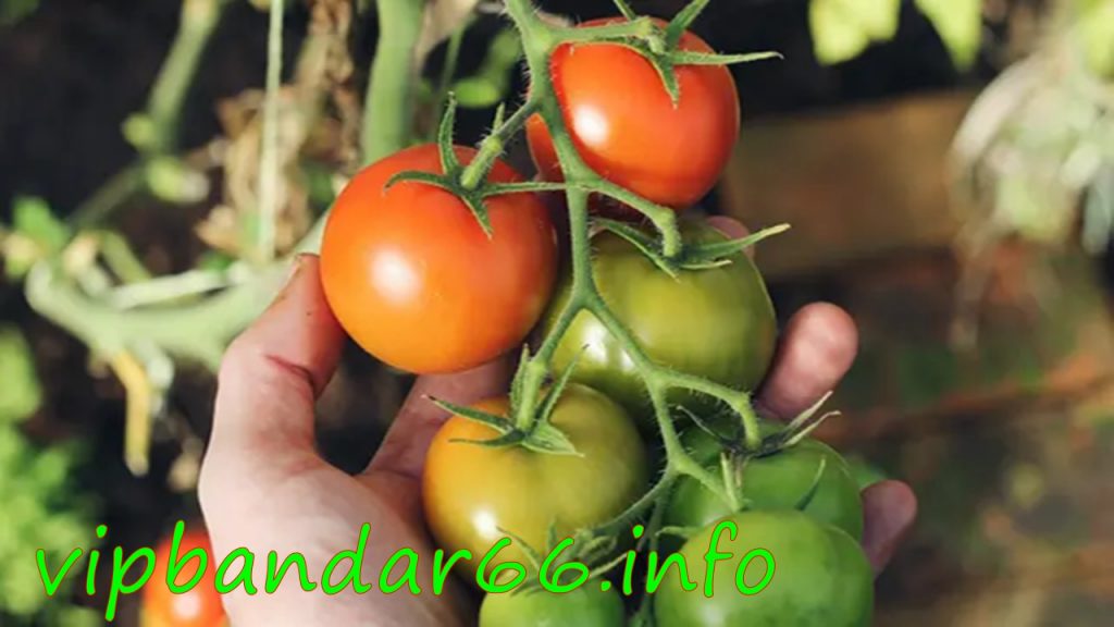 Kesalahan Menanam Tomat di Pot Ternyata Hambat Pertumbuhan