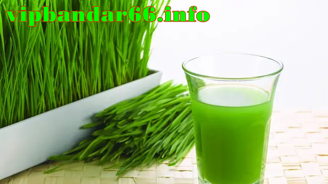 Konsumsilah Wheatgrass dan Dapatkan Sejuta Manfaatnya 