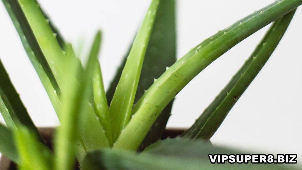 Manfaat Aloe Vera untuk Kecantikan Baik untuk Wajah dan Rambut