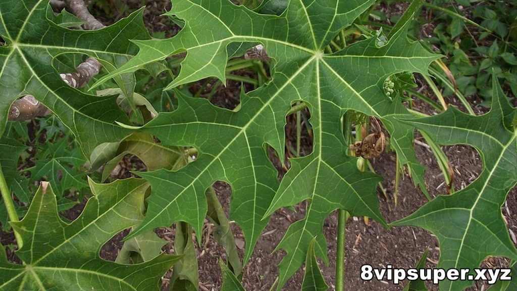 Manfaat Daun Pepaya Jepang untuk Kesehatan Tubuh Penuh Kandungan Nutrisi