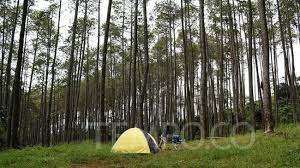 Jalan-jalan ke Hutan, Manfaat Forest Healing untuk Kesehatan Mental -  Travel Tempo.co