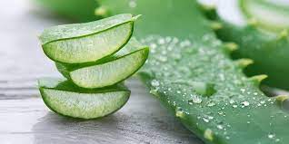 4 Manfaat Aloe Vera Untuk Kulit Wajah - Natha Jaya Makmur