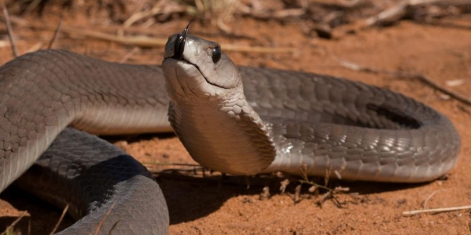 Begitu Mematikannya Bisa Ular Mamba Hitam