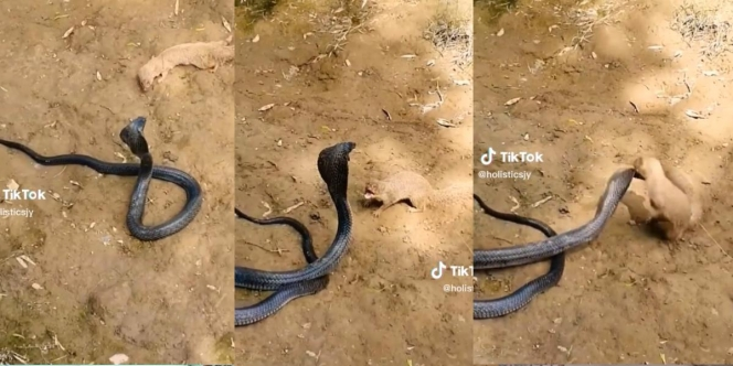 Pertarungan Sengit Mamalia vs Reptil