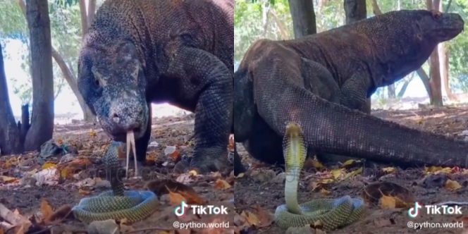 Menegangkan Komodo Dragon Vs Ular King