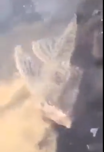 Video Ikan Tanpa Kepala Berenang di Kolam
