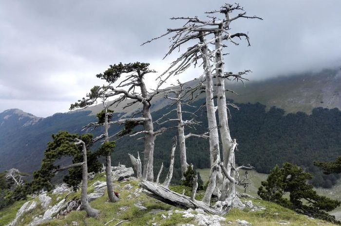 2 Pohon Tertua di Dunia