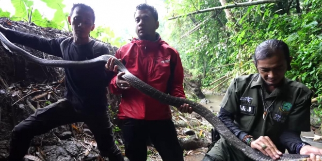 Niat Mau Lepasliarkan Ular di Sungai Hutan Bambu