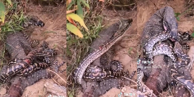 Nekat Bertarung Hidup Mati Lawan Biawak