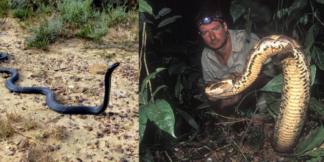 Pertarungan Ular Gaboon Viper VS Kobra