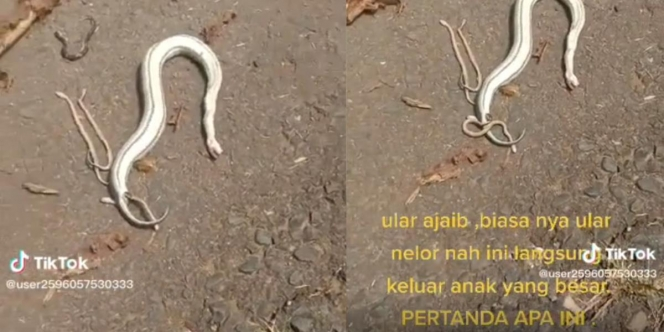 Ular Tak Bergerak di Tengah Jalan Dikira Mati