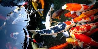 18 Jenis Ikan Koi Incaran Pencinta Ikan Hias | merdeka.com