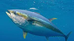 Ikan Tuna, Ikan Kaya Gizi & Manfaat Bagus Bagi Tubuh - Aruna