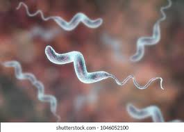 Ilustrasi Stok Bakteri Campylobacter, C. jejuni, C. janin, 1046052091 |  Shutterstock