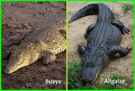 Buaya dan Aligator ...