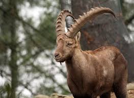 The Pyrenean Ibex Profile