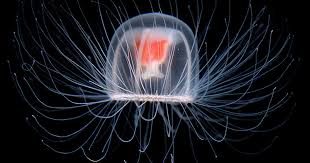 The "Immortal" Jellyfish That Resets ...