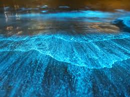 7 Stunning Bioluminescent Beaches in ...